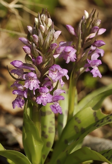 Brede orchis