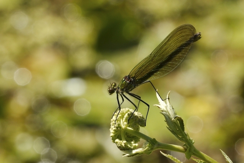Weidebeekjuffer vrouw