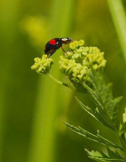 Veelkleurig aziatisch lieveheersbeestje