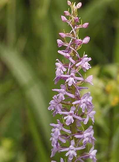 Grote muggenorchis