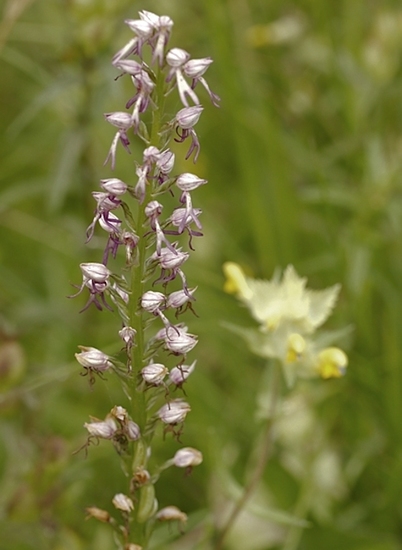 Poppenorchis x soldaatje