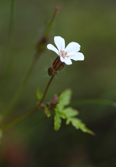 Gewoon robertskruid (witte variant)