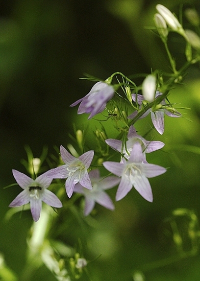Rapunzelklokje (repelsteeltje)