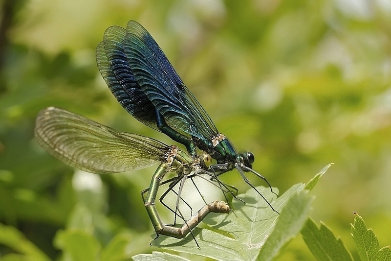 Weidebeekjuffer paringswiel