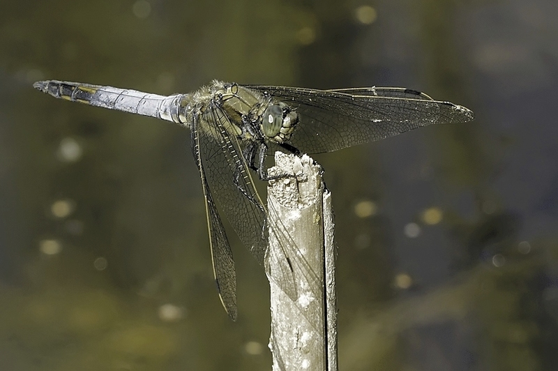 Gewone oeverlibel man