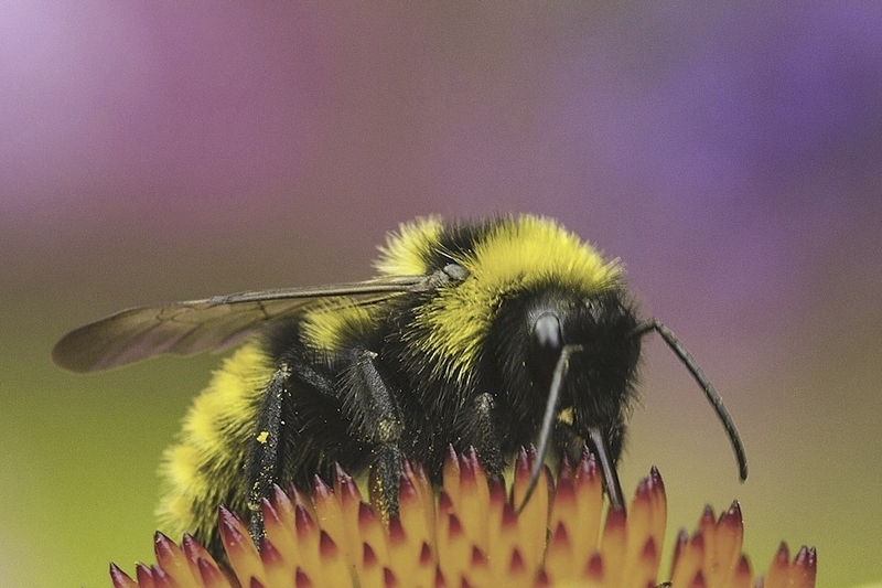 Gewone koekoekshommel