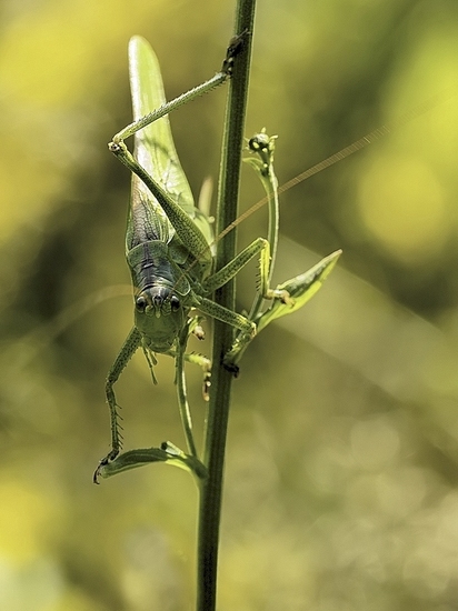 Grote groene sabelsprinkhaan vrouw