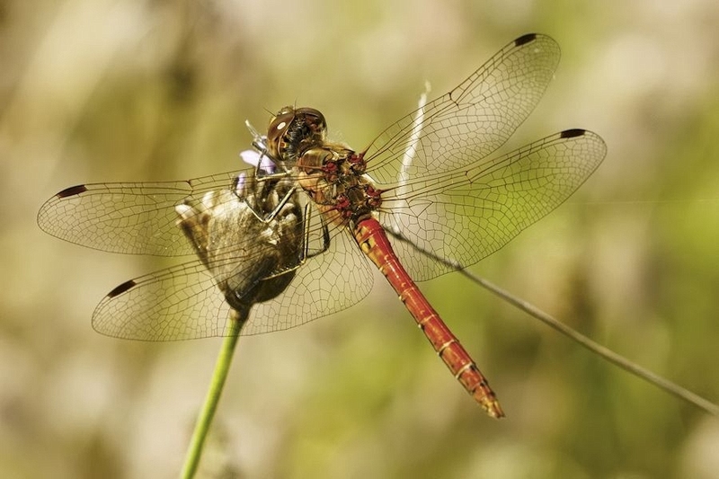 Steenrode heidelibel man
