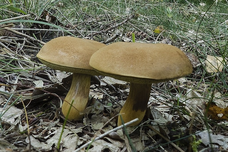 Gewone fluweelboleet