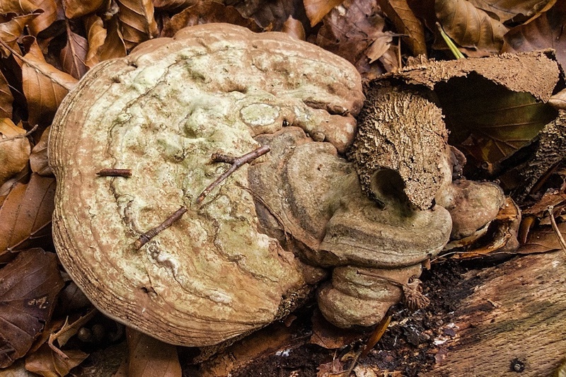 Platte tonderzwam met tepelgallen