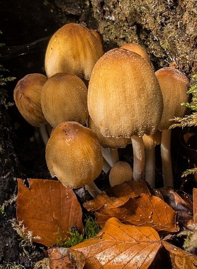 Gewone glimmerinktzwam