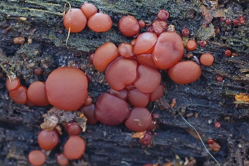 Opgeblazen knoopzwam (zeer zeldzaam)