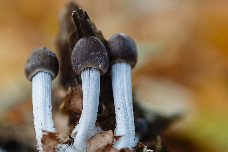 Streepsteelmycena