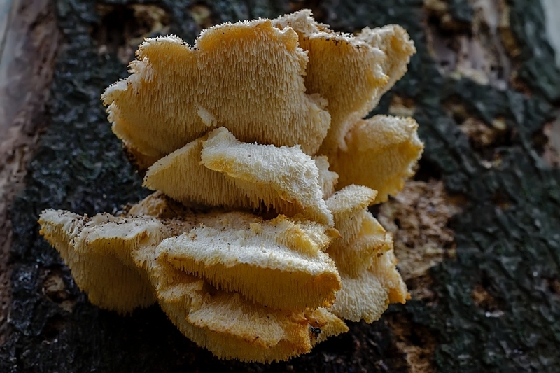 Gelobde pruikzwam (zeldzaam)