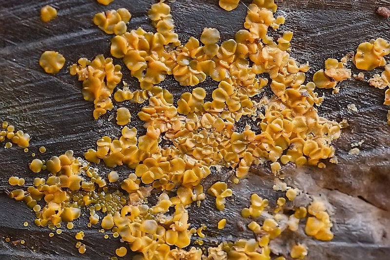 Doorzichtig wasbekertje