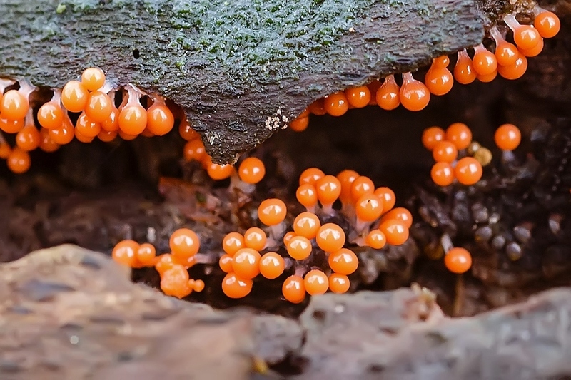 Peervormig draadwatje