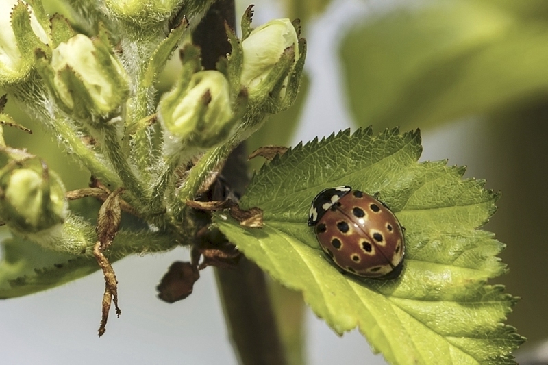Oogvleklieveheersbeestje