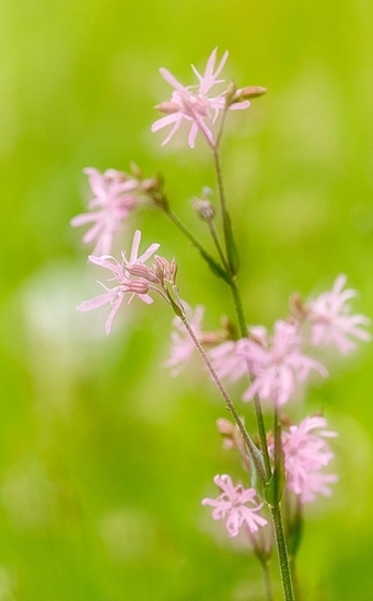 Echte koekoeksbloem dubbelopname
