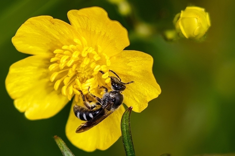 Zesvlekkige groefbij