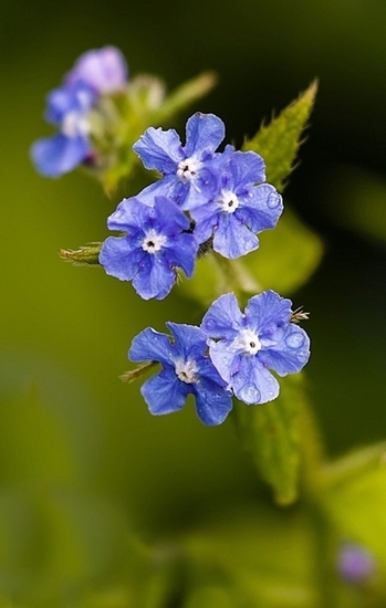 Overblijvende ossentong