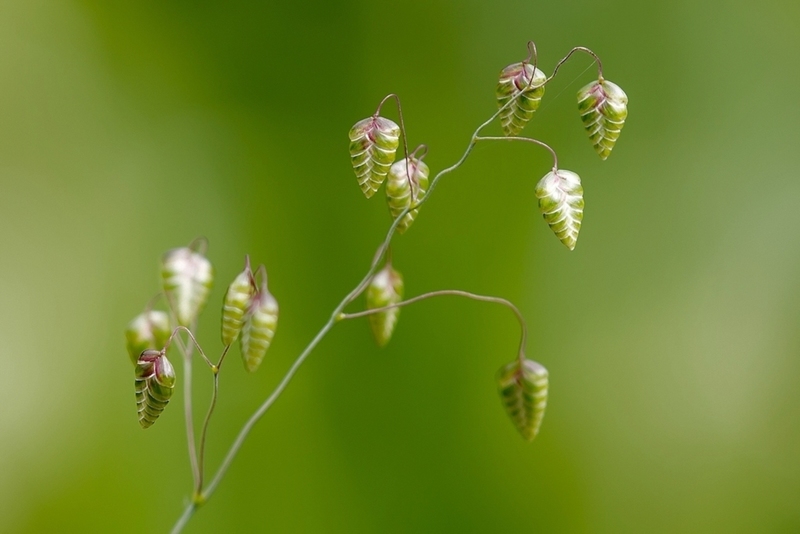 Groot trilgras (Bevertje)