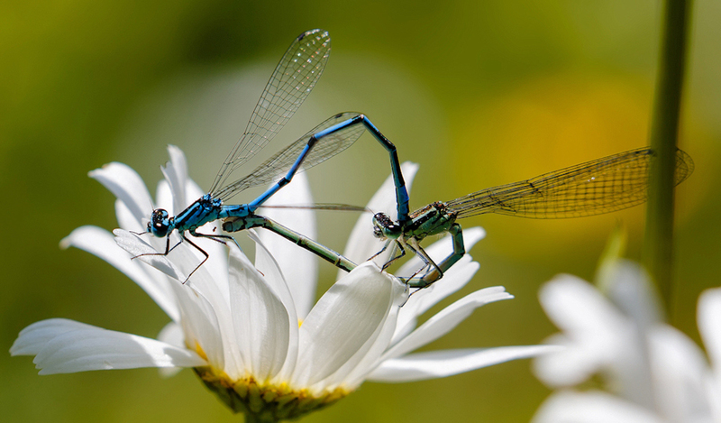 Azuurwaterjuffer paringswiel