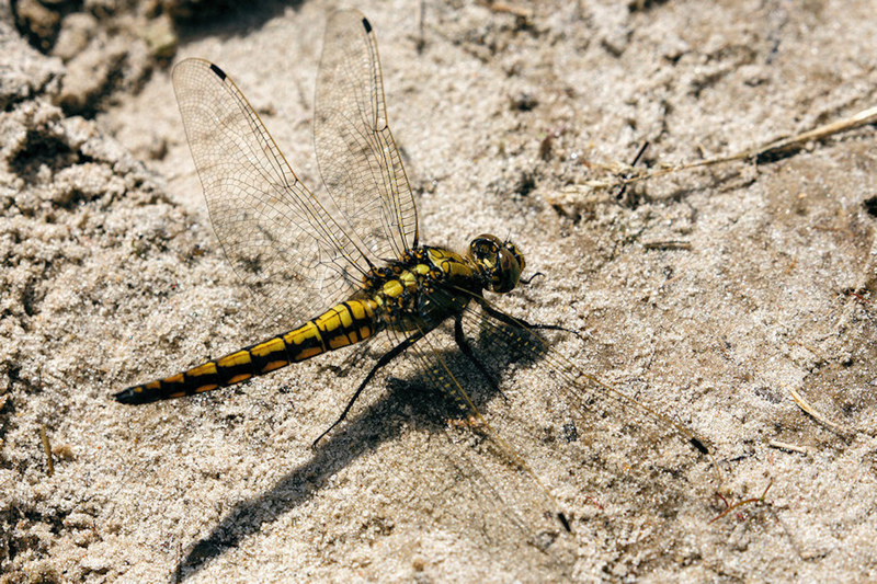 Gewone oeverlibel vrouw