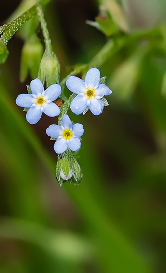 Zompvergeet-mij-nietje