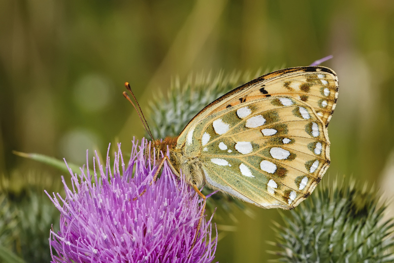 Grote parelmoervlinder