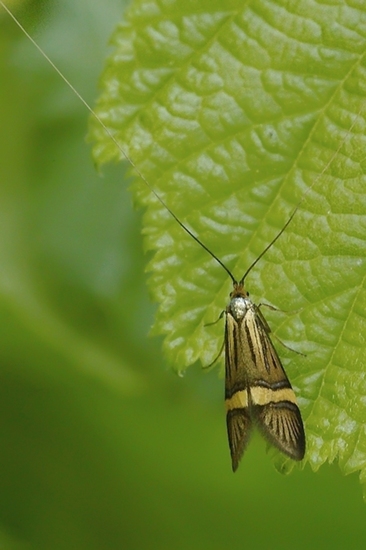 Geelbandlangsprietmot