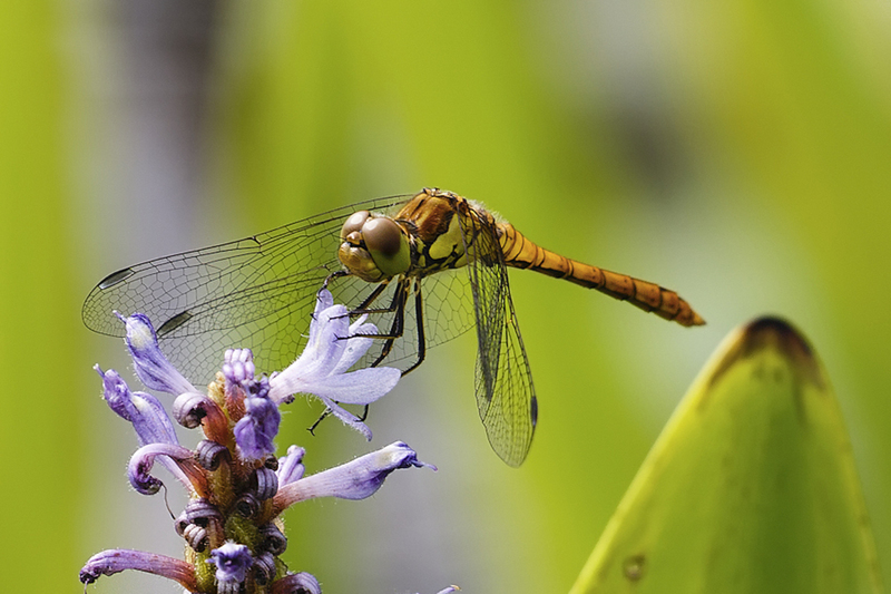 Bruinrode heidelibel man