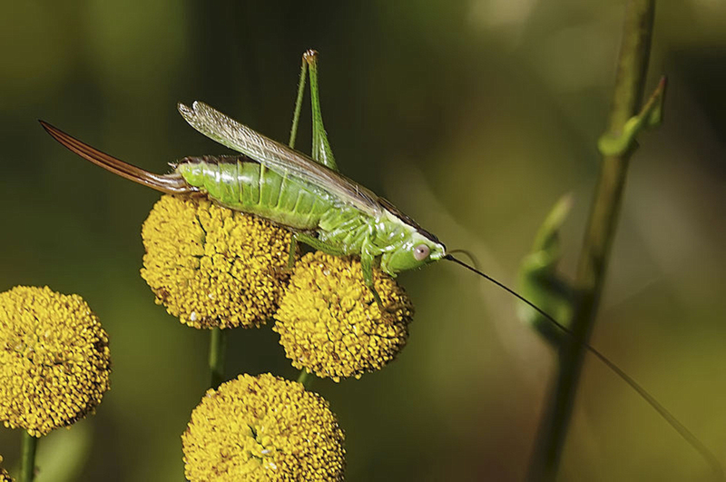 Zuidelijk spitskopje