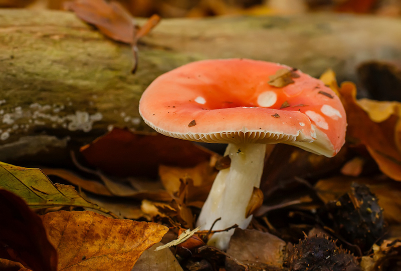 Stevige braakrussula