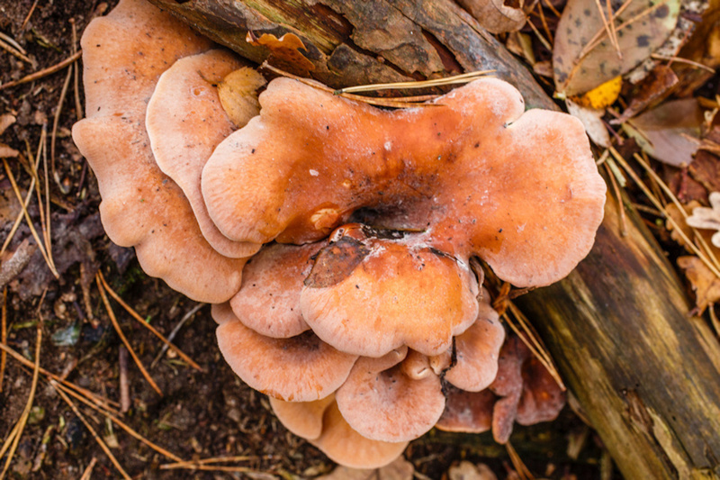 Roodbruine schijnridderzwam