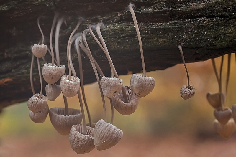 Grote bloedsteelmycena