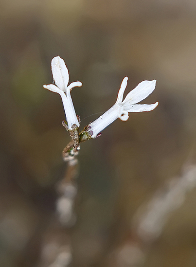 Waterlobelia (zeldzaam)