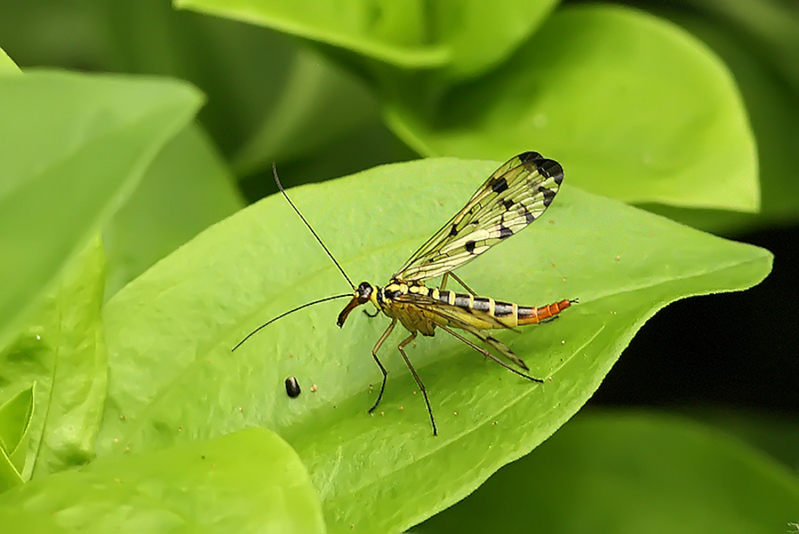 Schorpioenvlieg vrouw