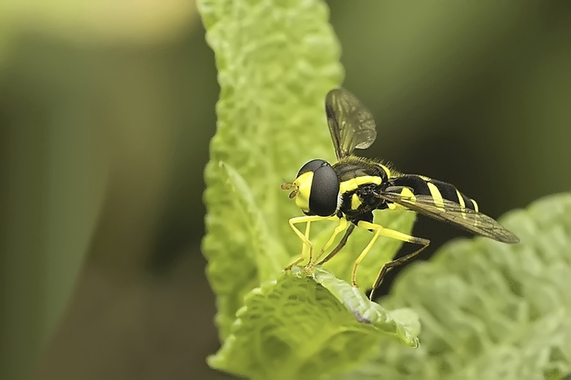 Gewone citroenzweefvlieg