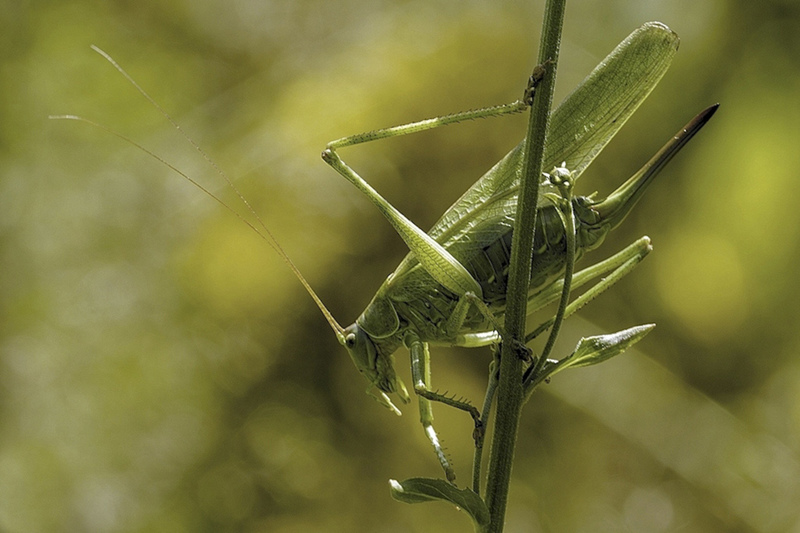 Grote groene sabelsprinkhaan vrouw