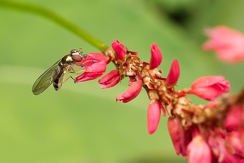 Slanke driehoekszweefvlieg vrouw