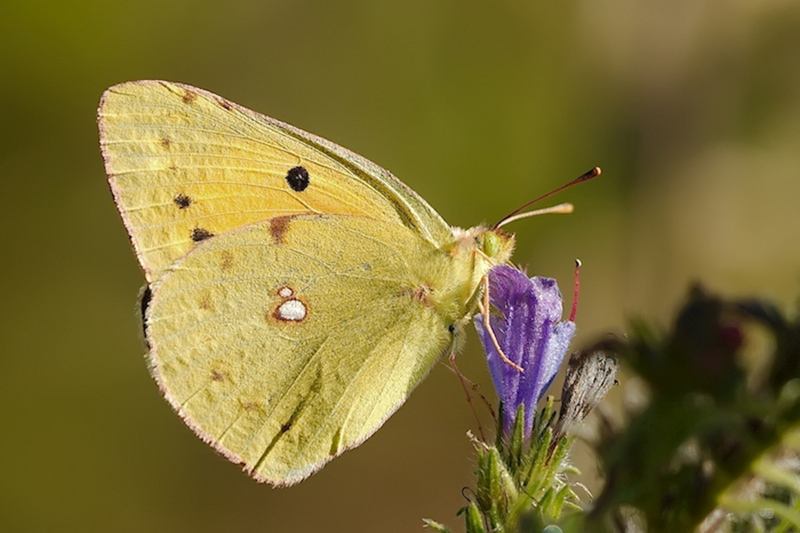 Oranje luzernevlinder