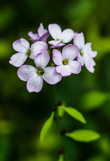 Bolletjeskers (zeldzaam)
