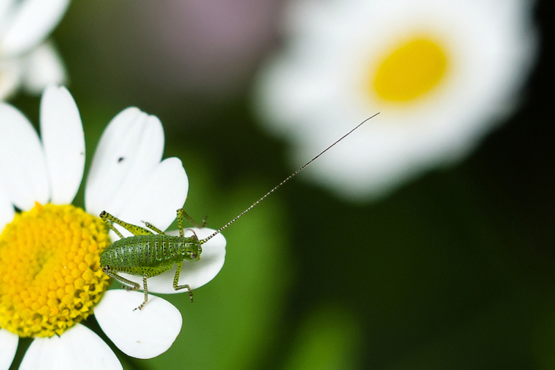 Struiksprinkhaan nimf