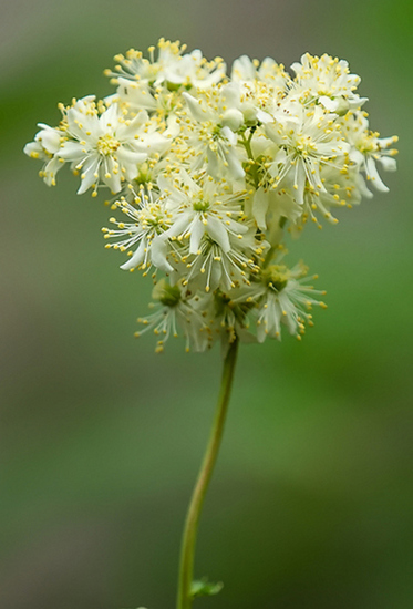 Knolspirea - zeldzaam