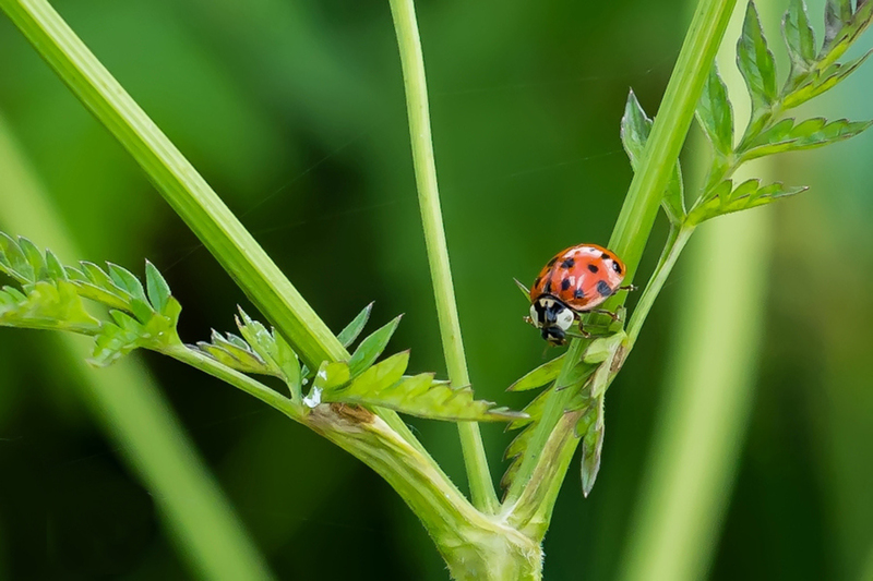 Veelstippig aziatisch lieveheersbeestje
