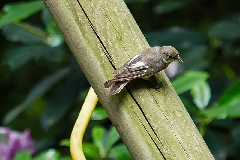 Bonte vliegenvanger vrouw