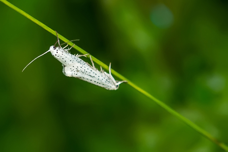 Stippelmotten-parend