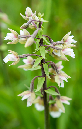 Moeraswespenorchis - zeldzaam