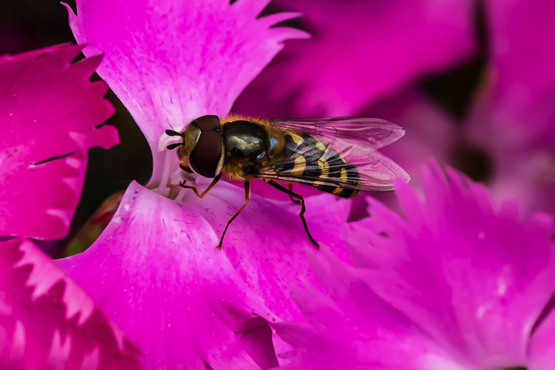 Gele halvemaanzweefvlieg