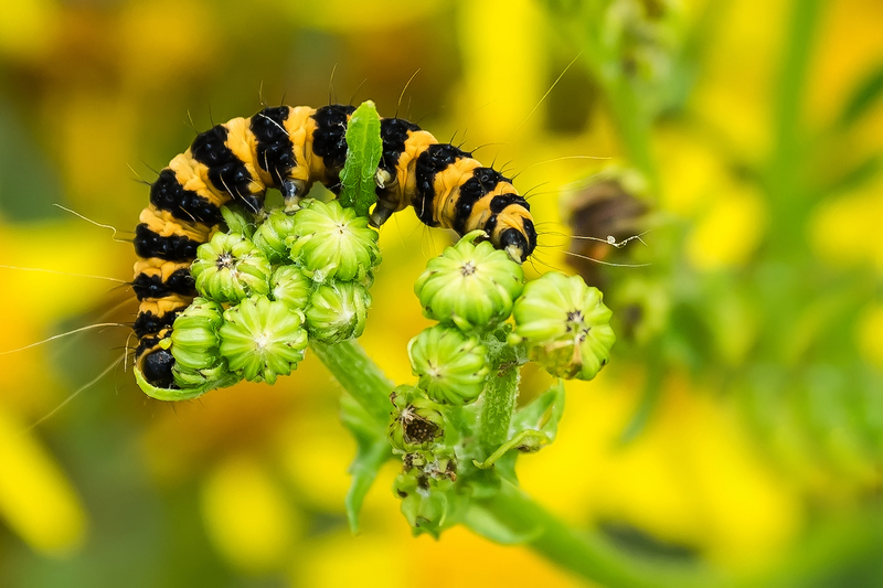 Zebrarups - Sint-Jacobsvlinderrups